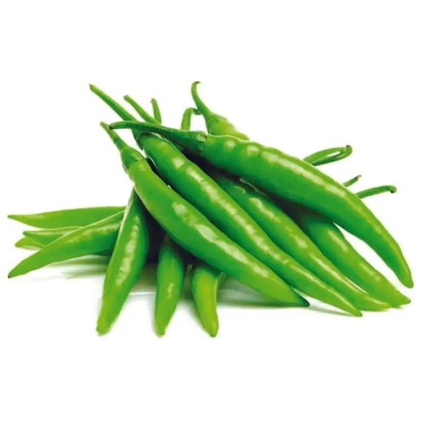 Fresh green chilli grown on the farm